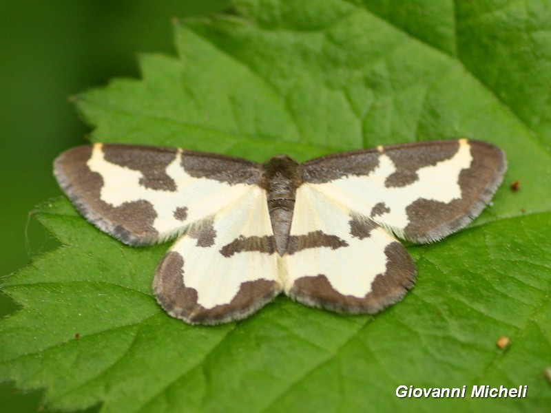 Lomaspilis marginata, Geometridae